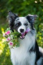 Portrait of a border collie dog with a roses flower bouquet Royalty Free Stock Photo